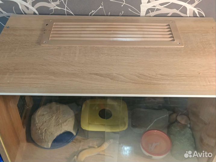 Эублефар с террариумом