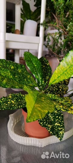 Кротон Gold sun