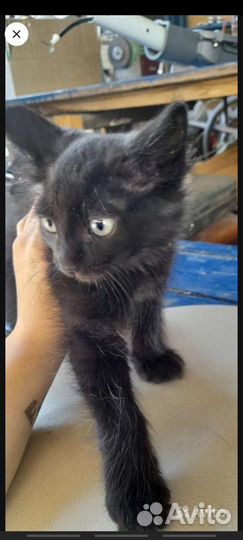 Отдам бесплатно животные