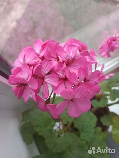 Пеларгония герань