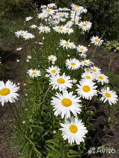 Нивянка,ромашка