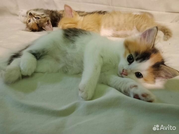 Котята в добрые руки
