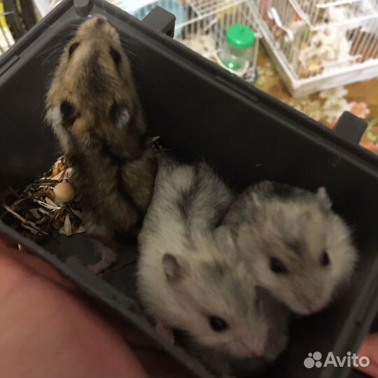 Джунгарский хомяк