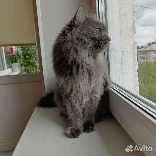 Кошка в дар