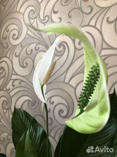 Экзотический красавец-спатифиллум