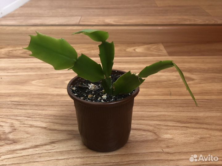 Декабрист белый