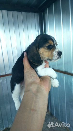 Щенки бигля