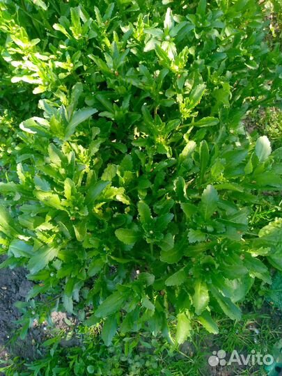 Ромашка садовая