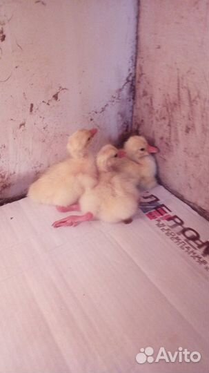 Инкубационное яйцо еженедельно, живая птица