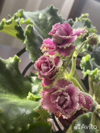 Фиалка сортовая ле Роза ветров