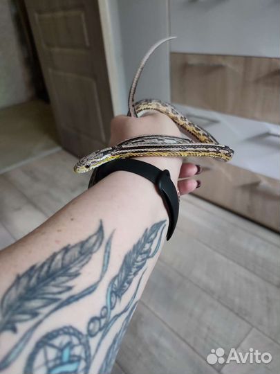 Маисовый полоз с террариумом