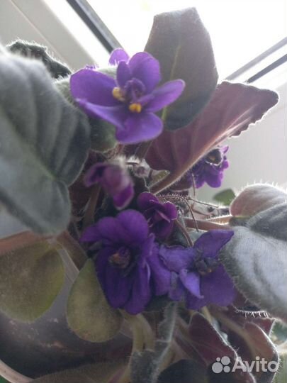 Розетка 150р