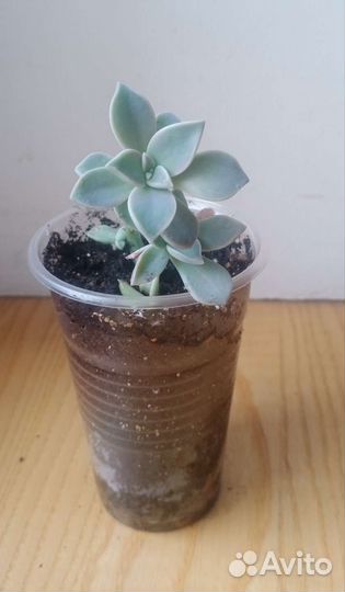 Суккуленты