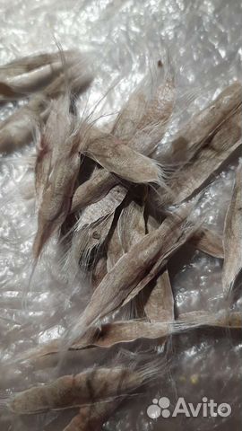 Катальпа. семена