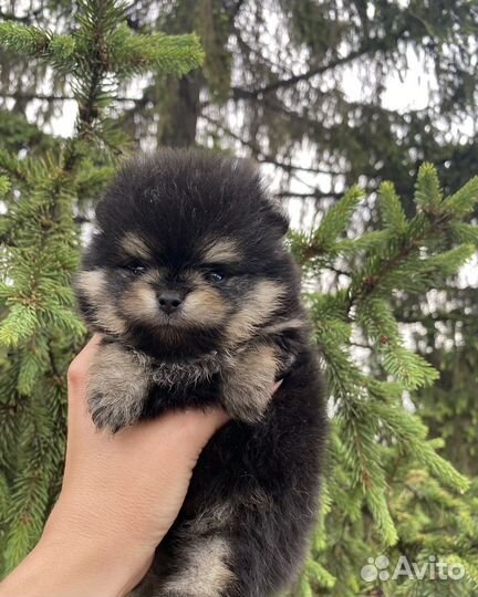 Мини мальчик