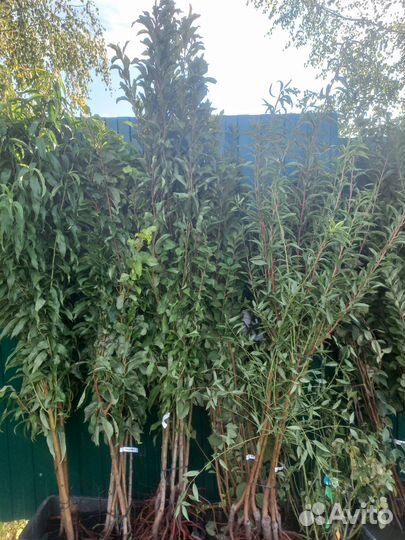 Плодовые деревья и саженцы