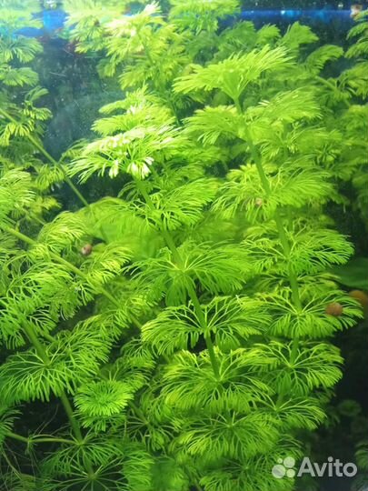 Аквариумные растения
