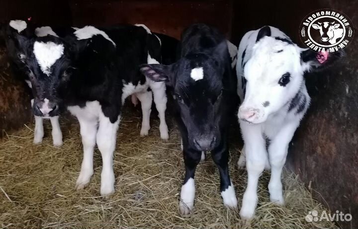 Телята бычки