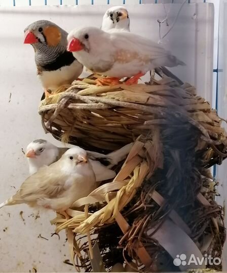 Зебровые амадины