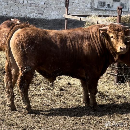 Лемузины бычки Нетели