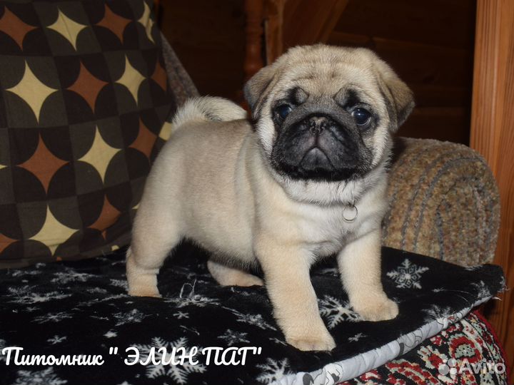 Щенки мопса