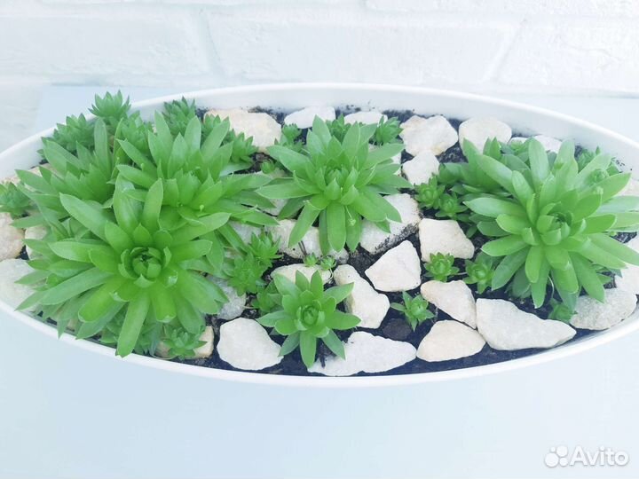 Флорариум суккуленты