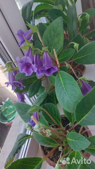 Цветы глоксиния