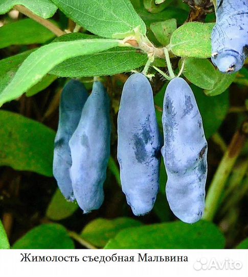 Саженцы жимолости