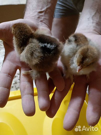 Инкубационное яйцо брама куропатчатая 80 р