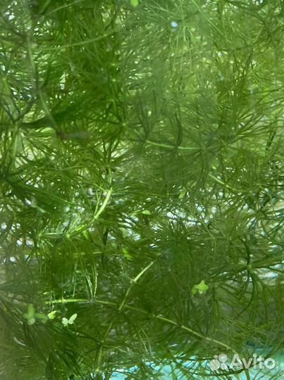 Аквариумные растения