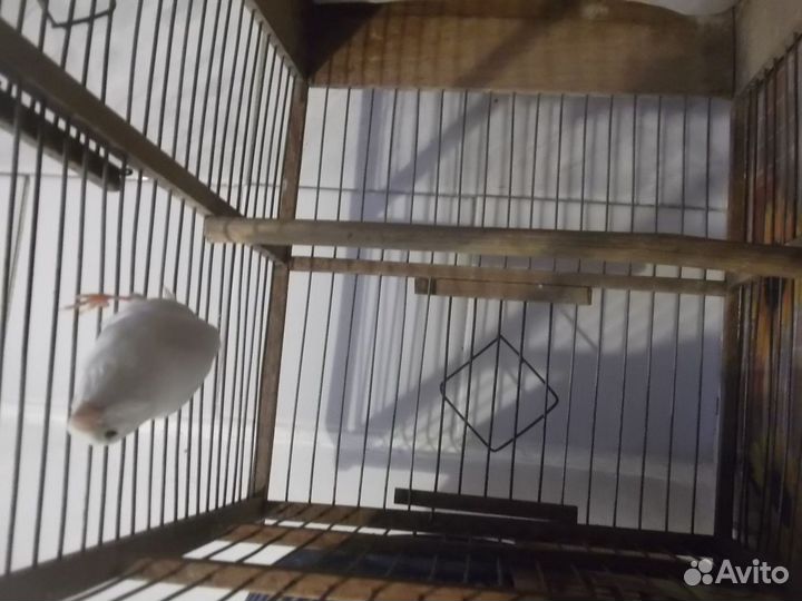 Канарейка кенор