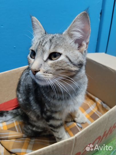 Кошка в дар