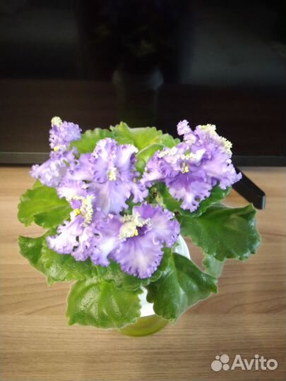 Сортовые фиалки