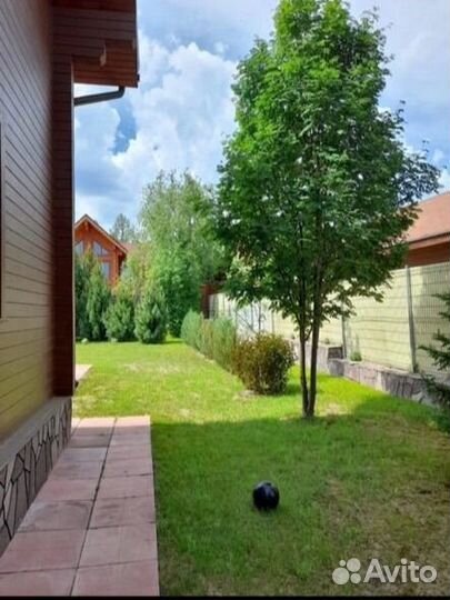 Саженцы клена