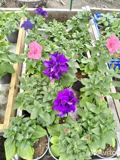 Петуния кустовая,махровая,вегетативная