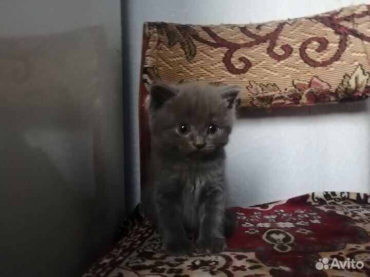 Котята в добрые руки бесплатно коты