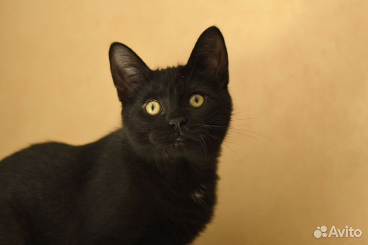 Котенок в добрые руки