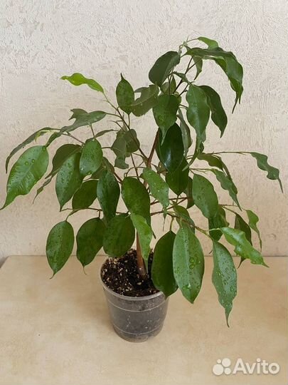 Фикус