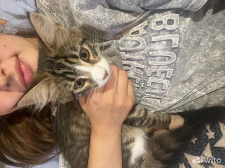 Нужен кот Мейн Кун для вязки