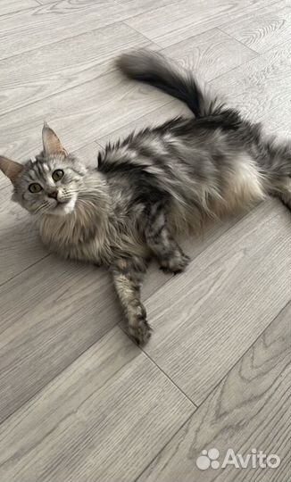 Кошка Мейн Кун продам