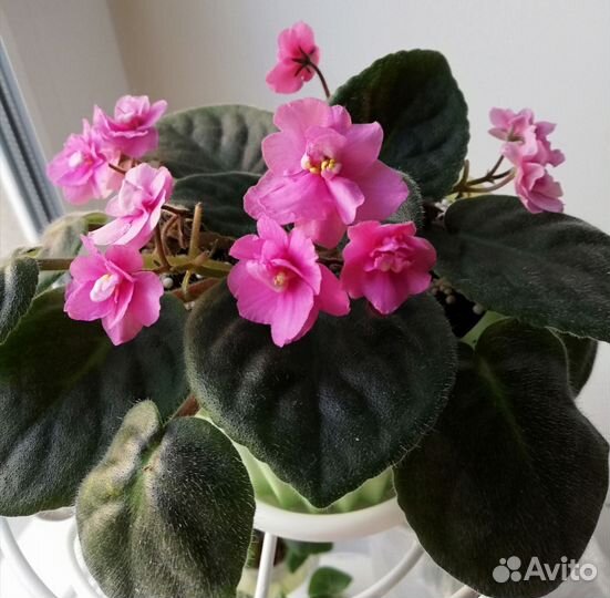 Фиалка цветущая