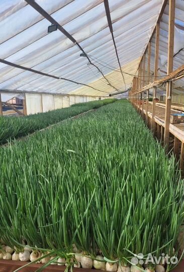 Лук зеленый свежей срезки LUK-3353