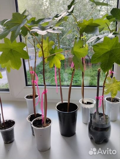 Рассада клещевины, канны