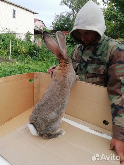 Кролики фландер