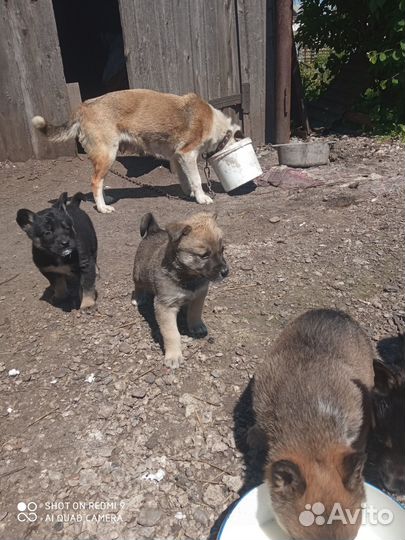 Отдам бесплатно