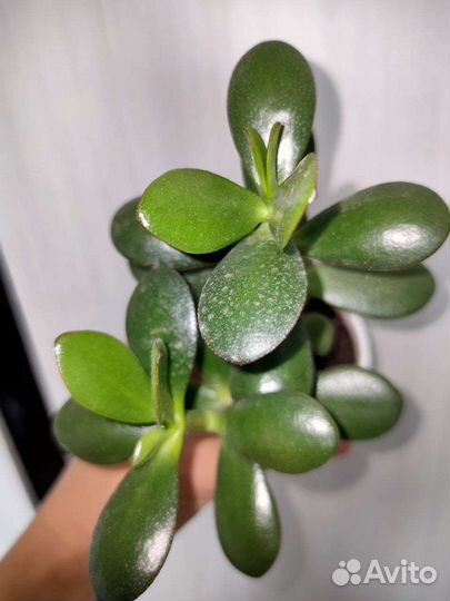 Денежное дерево, толстянка