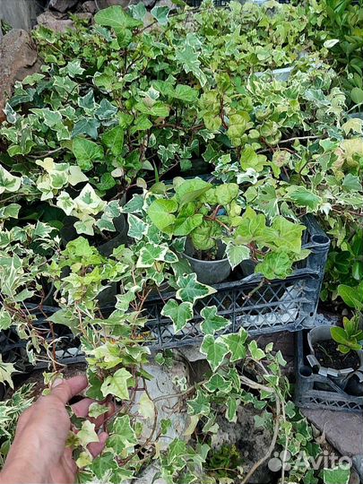 Большие взрослые плющи в горшках