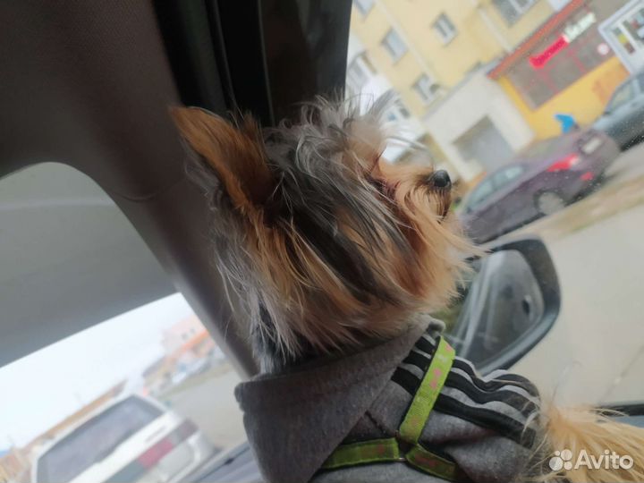 Йоркширский терьер вязка мальчик