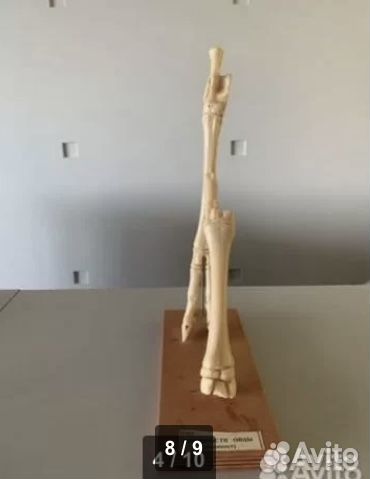 Гербарии, биология, физика, анатомия