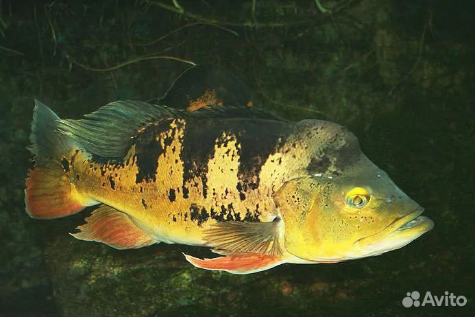 Цихла ленточная оцелларис